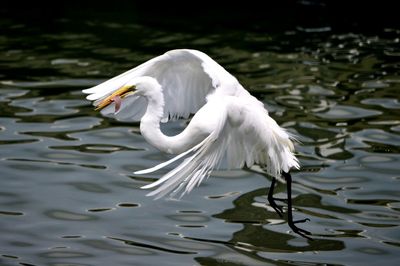 Great egret hovers above the water