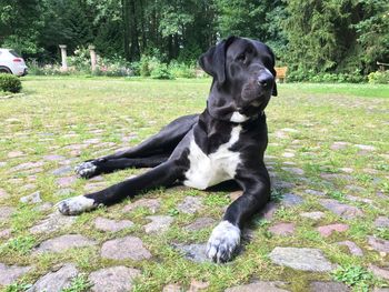 Portrait of a dog sitting on grassland
