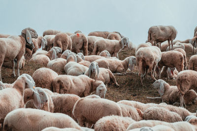 A herd of white sheeps eating grass on the top of a mountain 