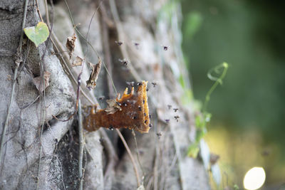 Close-up of damaged leaf on tree trunk