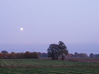 Scenic view of field against clear sky