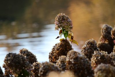 Close-up of honey bee on plant