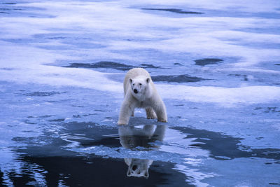 Polar bear reflecting in the water at the ice edge