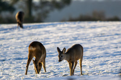 Deer on snow covered land