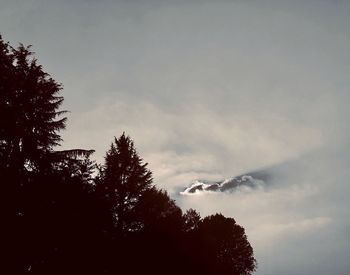 Low angle view of silhouette tree against sky