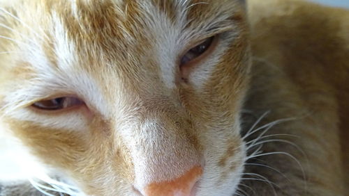 Close-up portrait of cat