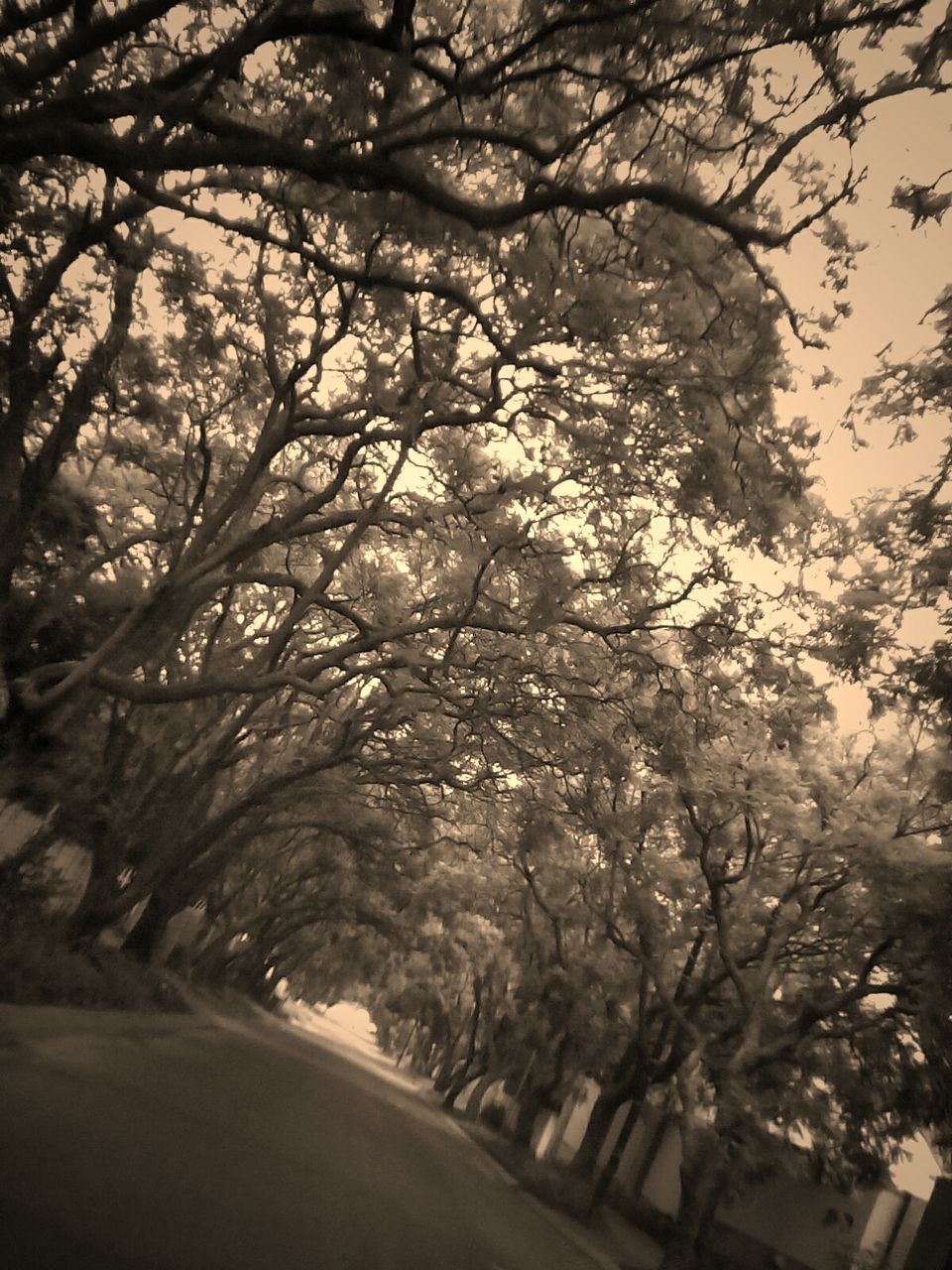 LOW ANGLE VIEW OF TREES BY ROAD