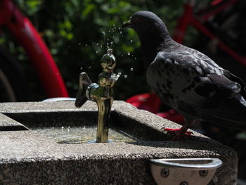 Bird perching on a fountain