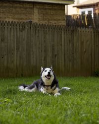 Dog lying on grass