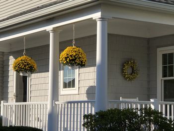 Low angle view of yellow flowering plant against building