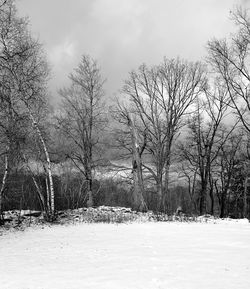 Bare trees on snow covered landscape