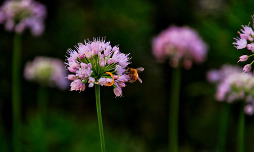 Close-up of pink flowering plant