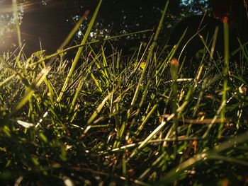 Close-up of grass growing in field