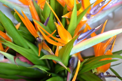 Close-up of orange flowering plant