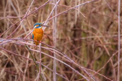 Close-up of bird perching on plant