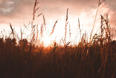 View of stalks in field against sunset sky
