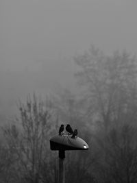 View of a bird on landscape against sky