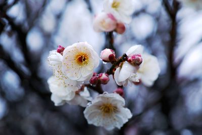 Close-up of white flowers blooming on tree