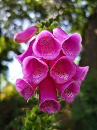 Close-up of pink rose flower