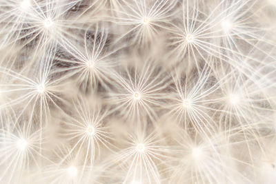 Full frame shot of white dandelion