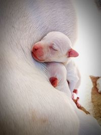 Close-up of a dog sleeping