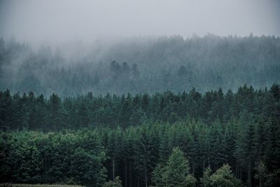 Panoramic view of pine trees in forest