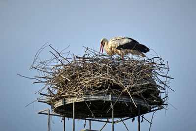Low angle view of birds perching on nest against sky