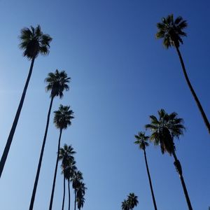 Low angle view of palm trees against clear blue sky