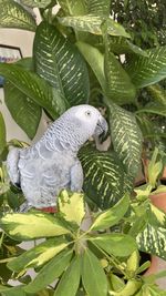 Close-up of a bird