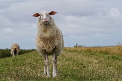 Sheep standing in a field looking at camera 