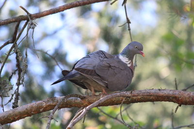 Low angle view of bird perching on branch