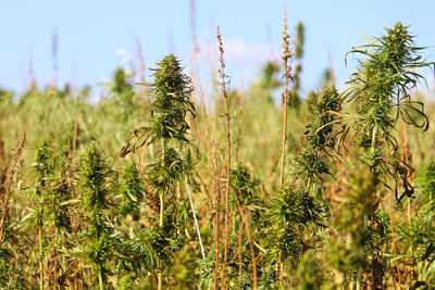 A field of industrial hemp against a blue sky.