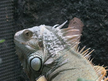 Close-up of lizard