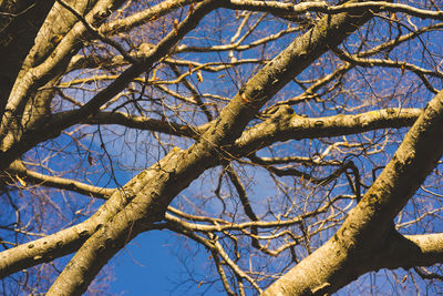 Low angle view of bare tree against sky