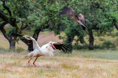 Bird flying over a tree