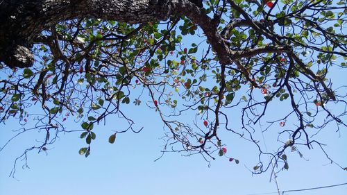 Low angle view of tree against clear sky