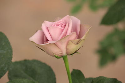 Close-up of pink rose