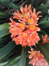 Close-up of orange flowers blooming outdoors