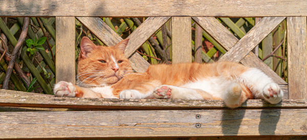 Cat resting relaxing and sleeping on a wood bench in sunshine