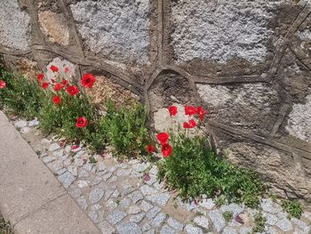 High angle view of flowering plants against wall