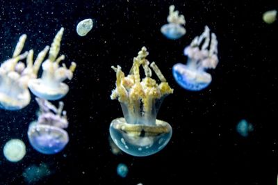 Close-up of jellyfish swimming in water