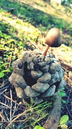 Close-up of mushroom on field