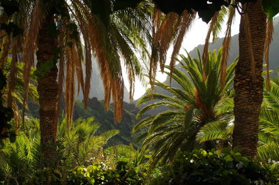 Palm trees against plants