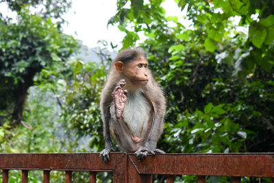 Monkey sitting on railing against trees