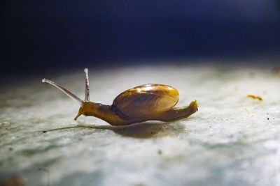 Close-up of snail