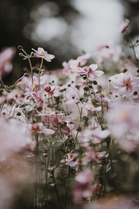 Close-up of pink flowers