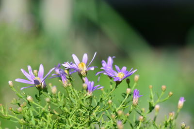 Close-up of purple flowering plants