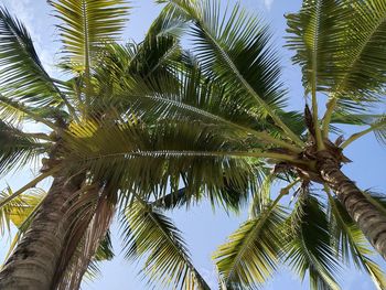 Low angle view of palm trees against sky