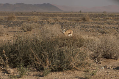 Deer on field