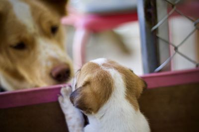 Close-up of a dog